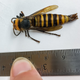 Image for article titled First Male Murder Hornet in U.S. Caught in Washington State